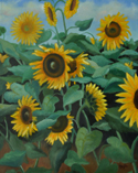 Sunflower Field II