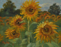 Sunflowers at Augur Farm