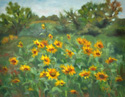 Sunflower Field